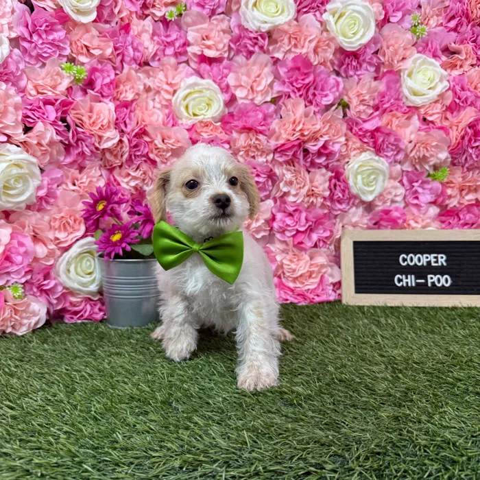 Male Chi-Poo puppy named Cooper for sale at Pet Express Braintree.