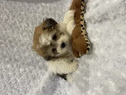 Female Teddy Bear (Zuchon) puppy named Raphinha for sale at Pet Express Braintree.