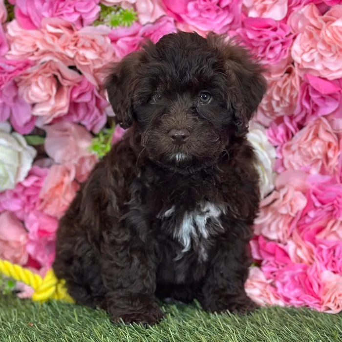 Female Havapoo puppy named Whitney for sale at Pet Express Saugus.