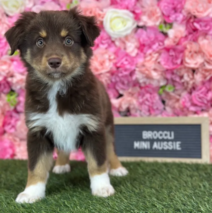 Male Miniature Australian Shepherd puppy named Broccoli for sale at Pet Express Saugus.