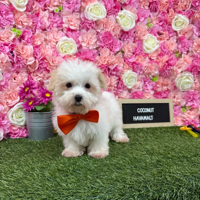 Male Havamalt puppy named Coconut for sale at Pet Express Braintree.
