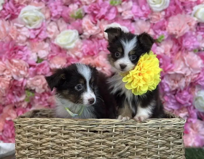 Male Toy Australian Shepherd Puppy for Sale in Saugus, MA