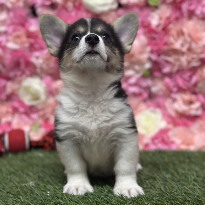 Female Pembroke Welsh Corgi Puppy for Sale in Saugus, MA