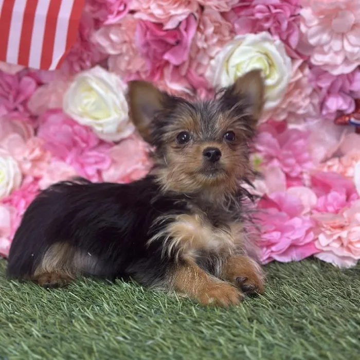 Male Yorkshire Terrier Puppy for Sale in Saugus, MA