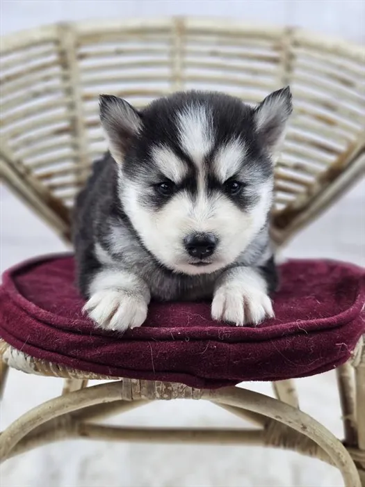 Male Siberian Husky puppy named Ramon for sale at Pet Express Saugus.
