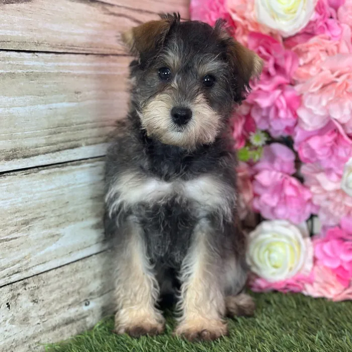 Male Schnoodle puppy named Otis for sale at Pet Express Saugus.