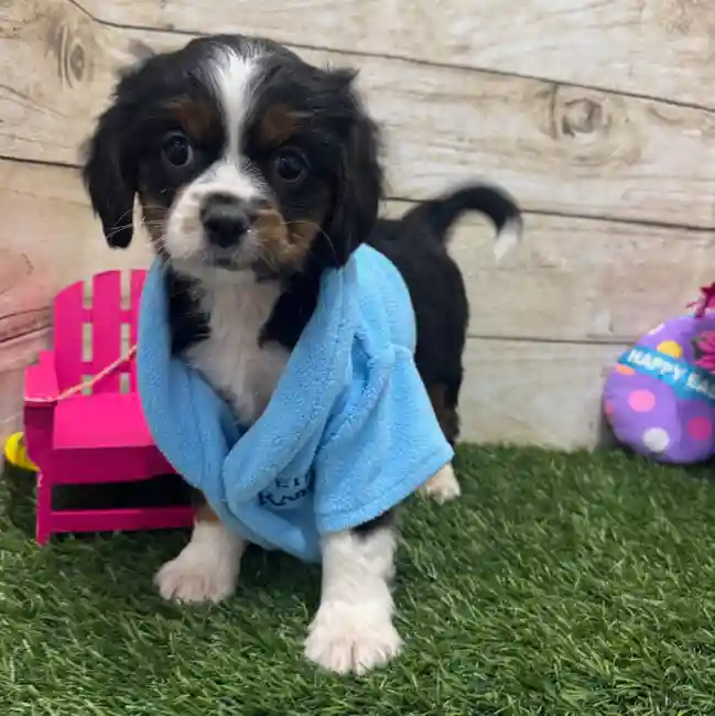 Male Aussalier Puppy for Sale in Braintree, MA