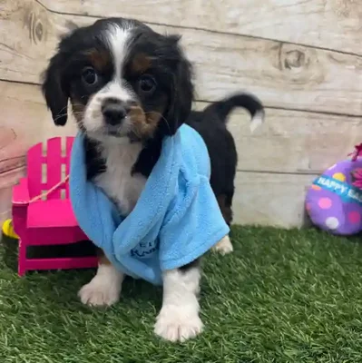 Male Aussalier Puppy for Sale in Braintree, MA