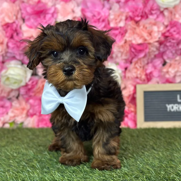 Male Yorkie-Poo puppy named Luke for sale at Pet Express Saugus.