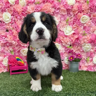 Male Mini Bernedoodle 2nd Gen Puppy for Sale in Braintree, MA