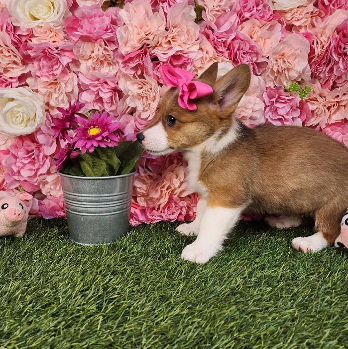 Female Pembroke Welsh Corgi puppy named Raya for sale at Pet Express Braintree.