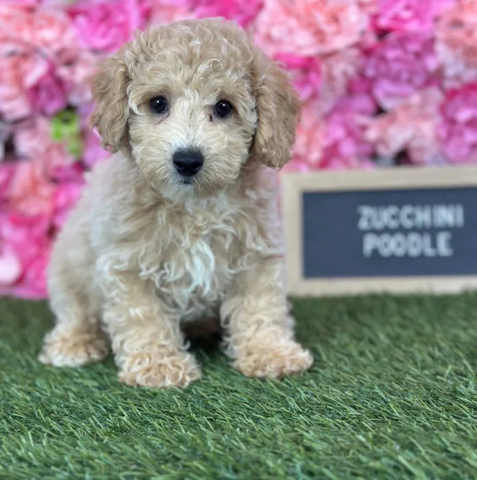 Male Poodle (Mini) puppy named Zucchini for sale at Pet Express Saugus.
