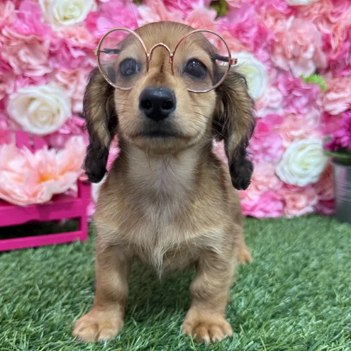 Male Dachshund Puppy for Sale in Braintree, MA