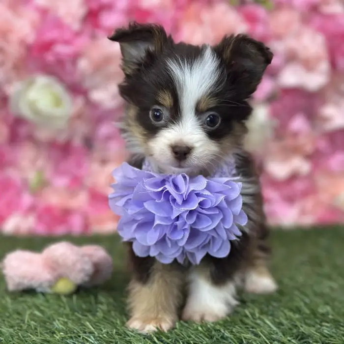 Female Toy Australian Shepherd Puppy for Sale in Braintree, MA