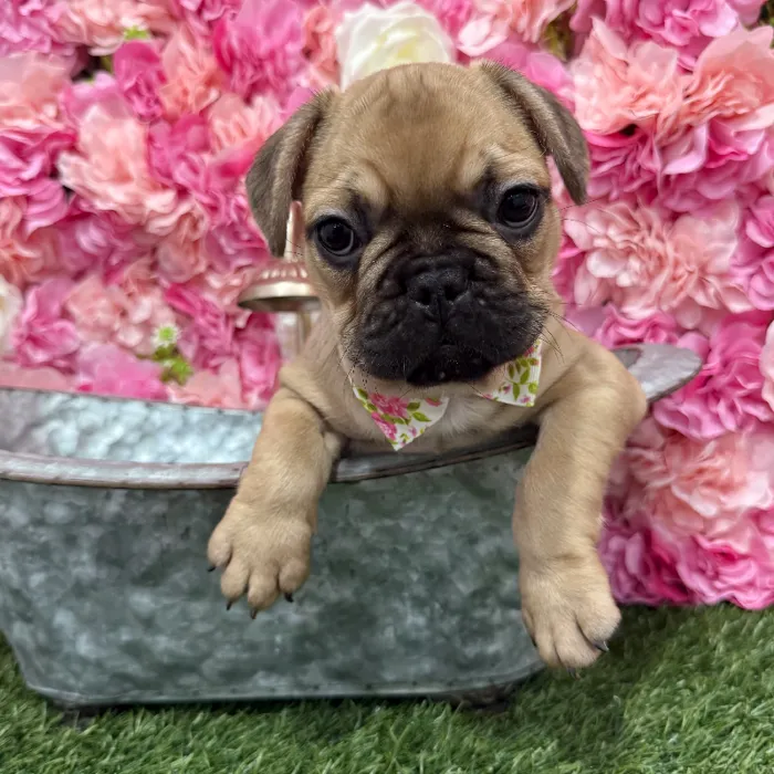 Male French Bulldog Puppy for Sale in Braintree, MA