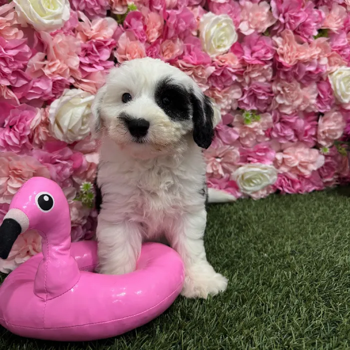 Female Mini Sheepadoodle Puppy for Sale in Braintree, MA