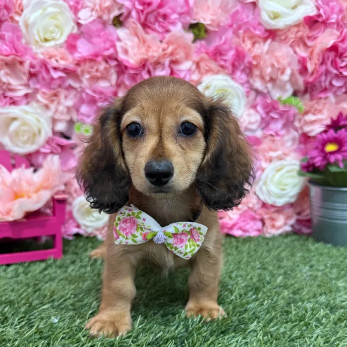 Male Dachshund Puppy for Sale in Braintree, MA