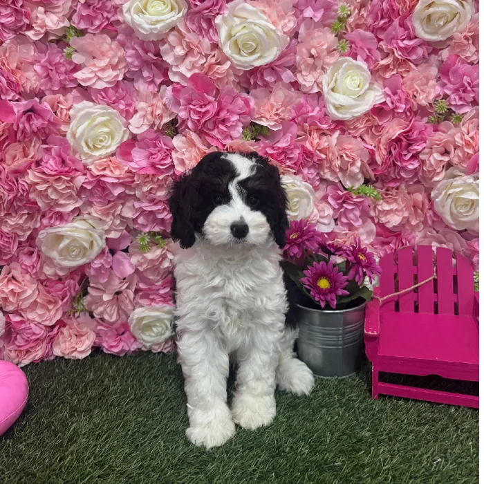 Male Mini Bernedoodle 2nd Gen Puppy for Sale in Braintree, MA