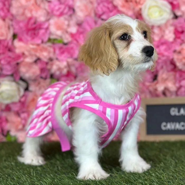Female Cavachon puppy named Gladys for sale at Pet Express Saugus.