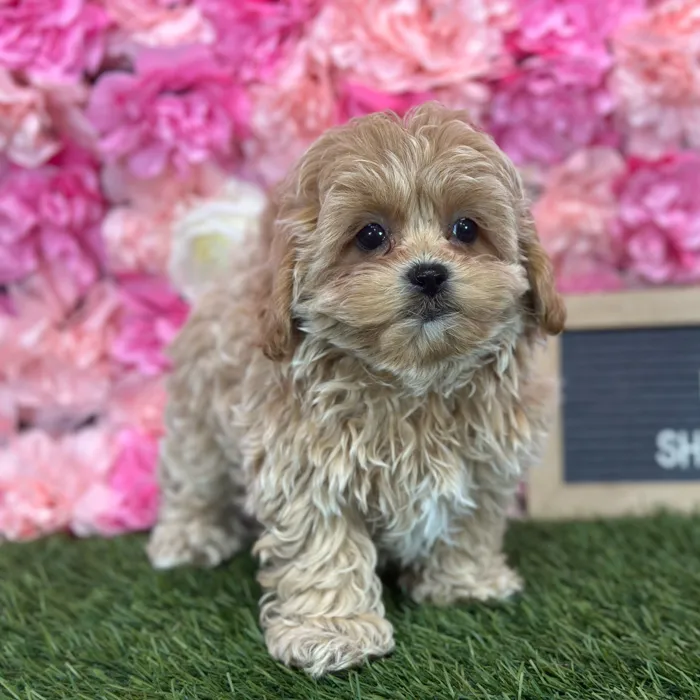 Male Shih-Poo puppy named Perro for sale at Pet Express Saugus.