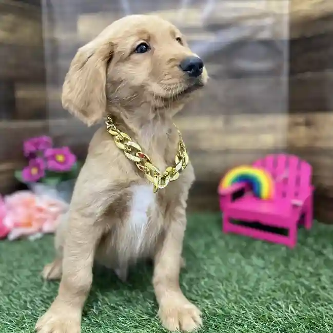 Male Golden Retriever Puppy for Sale in Braintree, MA