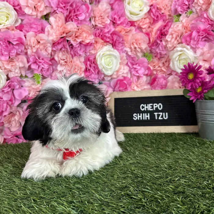 Male Shih Tzu puppy named Chepo for sale at Pet Express Braintree.