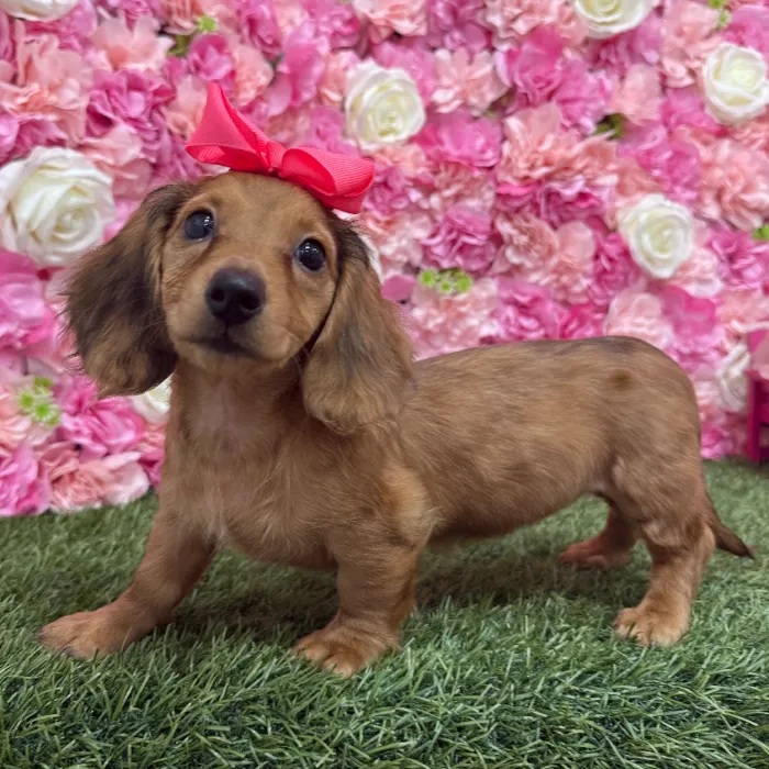 Female Dachshund Puppy for Sale in Braintree, MA