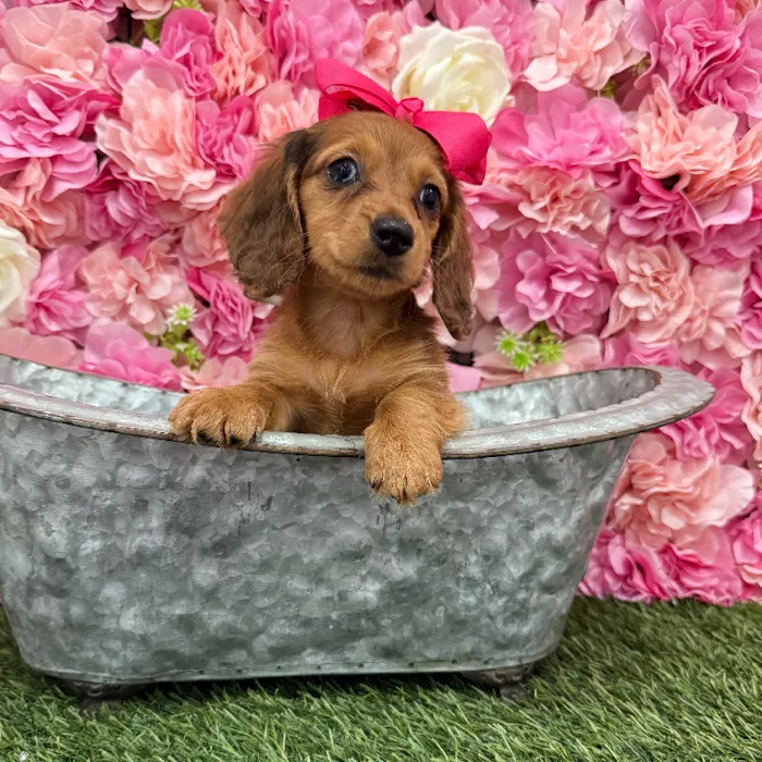 Female Dachshund Puppy for Sale in Braintree, MA