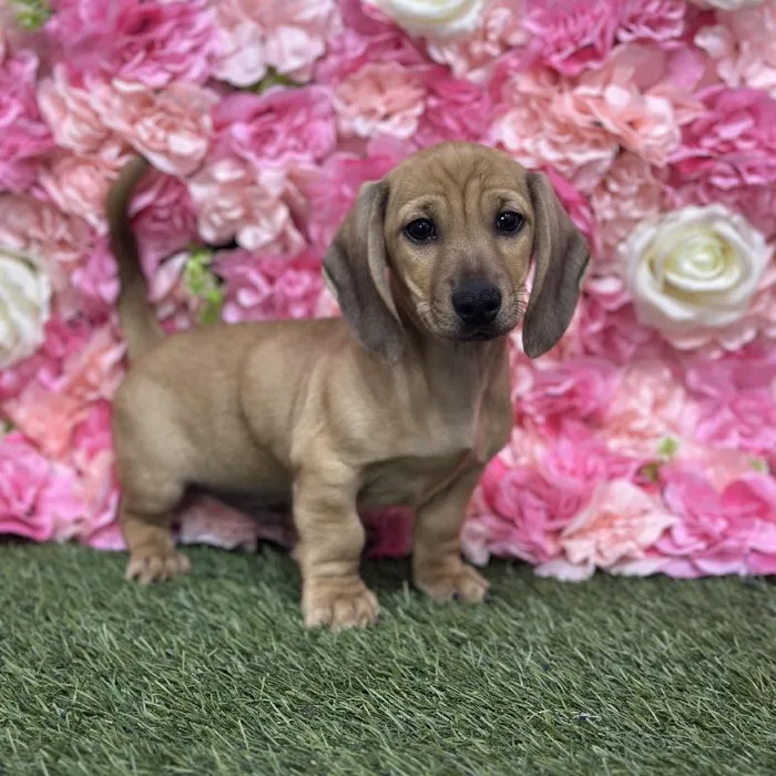 Male Dachshund Puppy for Sale in Saugus, MA