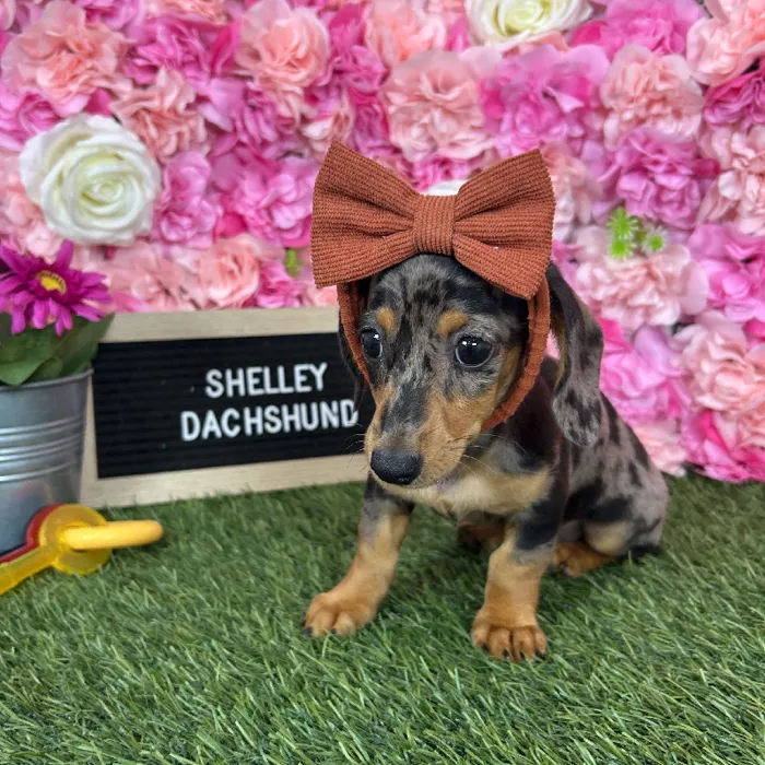 Female Dachshund puppy named Shelley for sale at Pet Express Braintree.