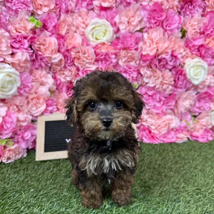 Male Yorkie-Poo 2Nd Gen puppy named Charlie for sale at Pet Express Braintree.