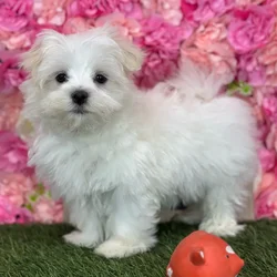 Male Maltese puppy named Michael for sale at Pet Express Saugus.