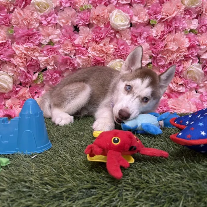 Female Siberian Husky Puppy for Sale in Saugus, MA