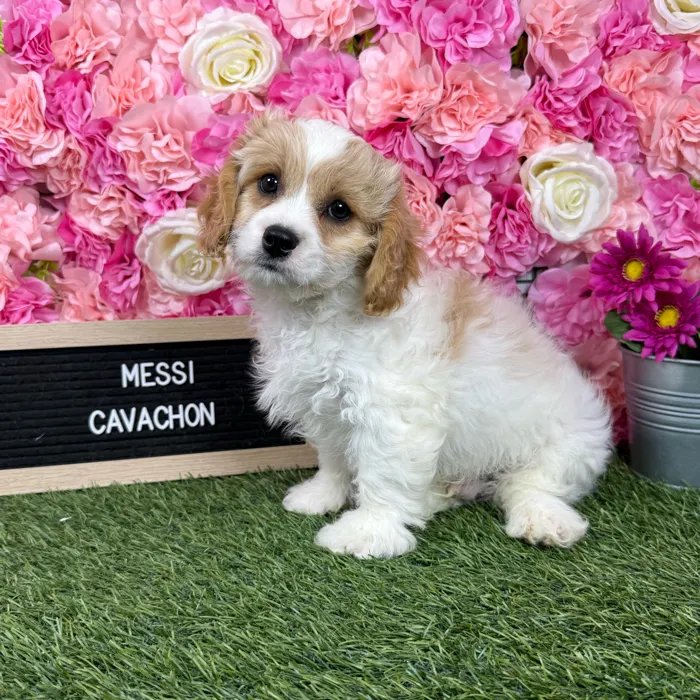 Male Cavachon puppy named Messi for sale at Pet Express Braintree.