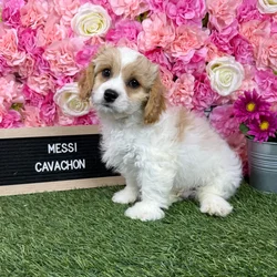 Male Cavachon puppy named Messi for sale at Pet Express Braintree.
