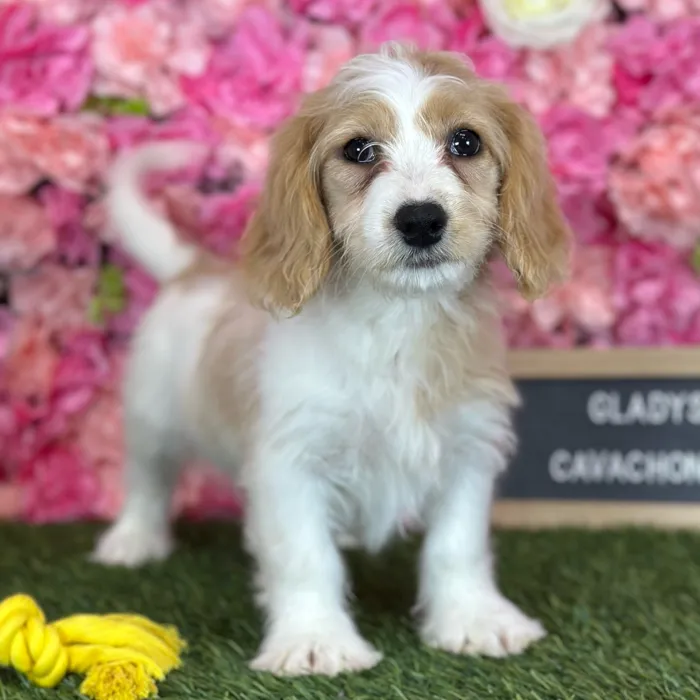 Female Cavachon puppy named Gladys for sale at Pet Express Saugus.