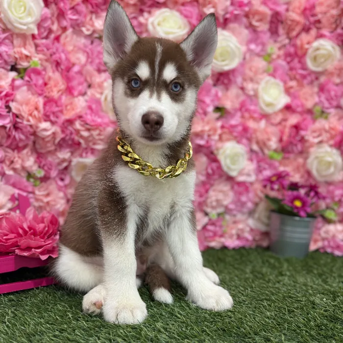 Male Siberian Husky Puppy for Sale in Braintree, MA