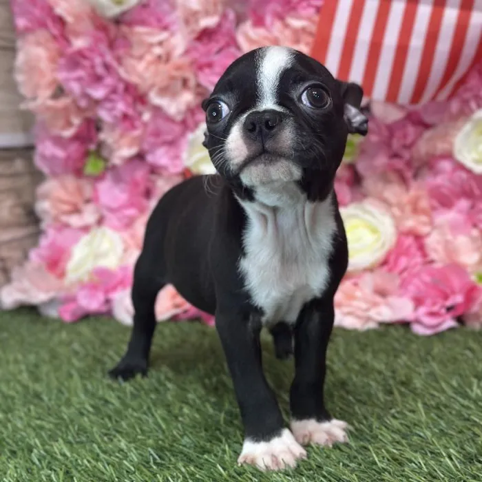 Male Boston Terrier Puppy for Sale in Saugus, MA