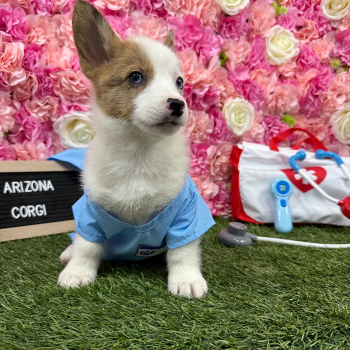 Female Pembroke Welsh Corgi puppy named Arizona for sale at Pet Express Braintree.