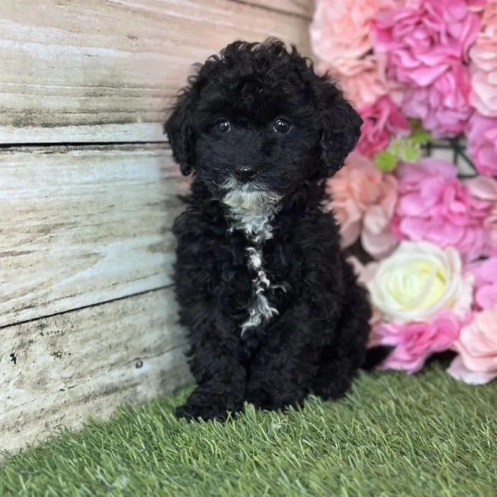Female Micro Mini Bernedoodle F1Bb puppy named Coral for sale at Pet Express Saugus.