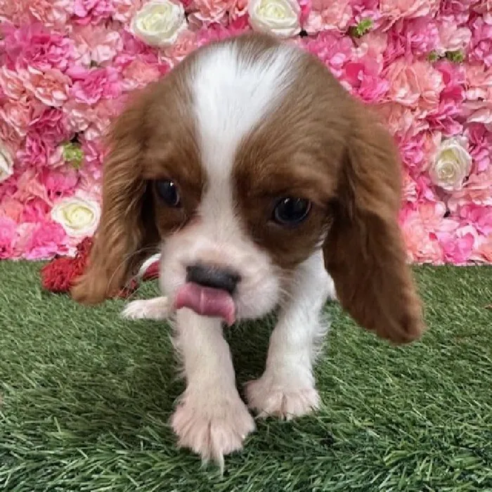 Male Cavalier King Charles Spaniel Puppy for Sale in Saugus, MA