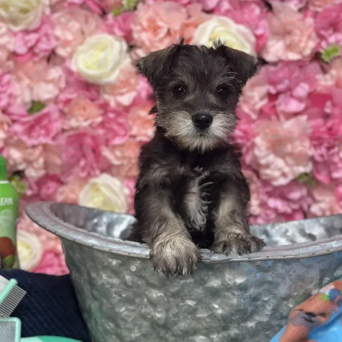 Male Miniature Schnauzer Puppy for Sale in Saugus, MA