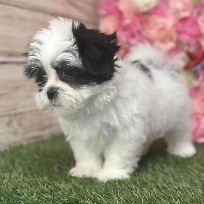Male Malshi Puppy for Sale in Saugus, MA