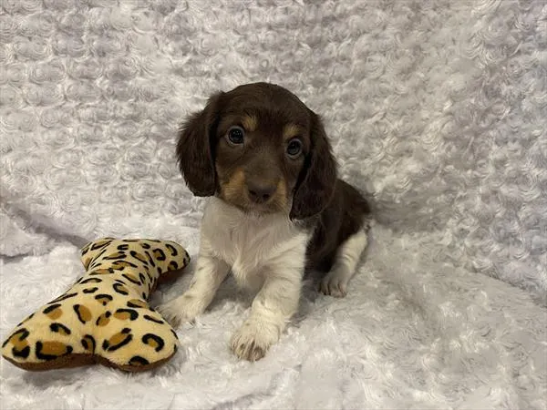 Female Dachshund puppy named Zaza for sale at Pet Express Braintree.