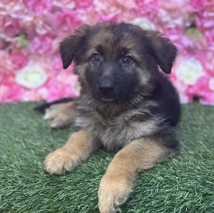 Female German Shepherd Dog Puppy for Sale in Saugus, MA