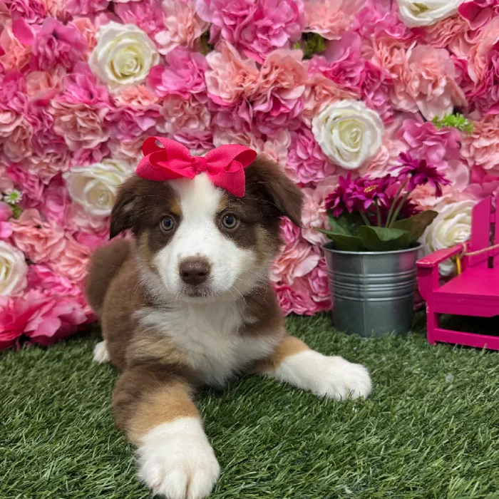 Female Miniature Australian Shepherd Puppy for Sale in Braintree, MA