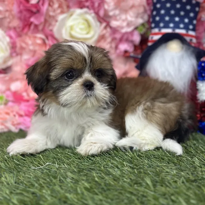 Female Shih Tzu Puppy for Sale in Saugus, MA