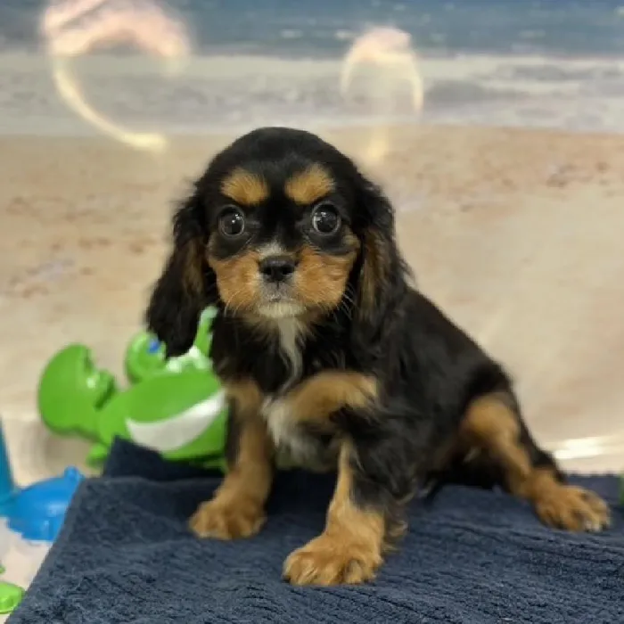 Female Cavalier King Charles Spaniel Puppy for Sale in Braintree, MA