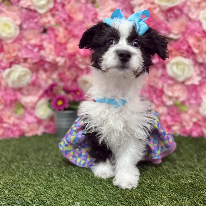 Female Aussiechon Puppy for Sale in Braintree, MA