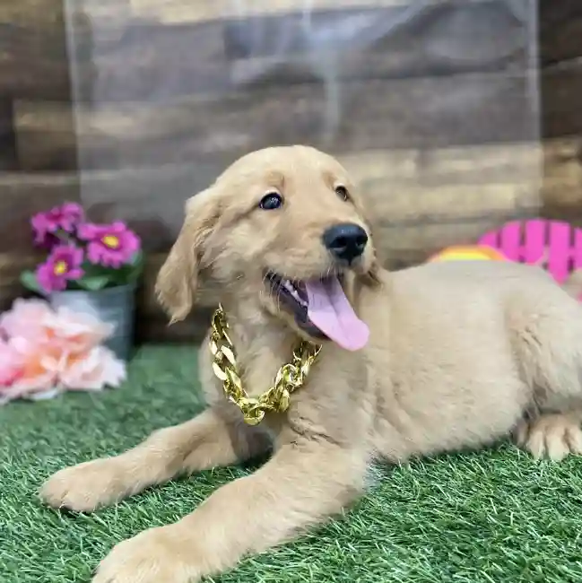 Male Golden Retriever Puppy for Sale in Braintree, MA